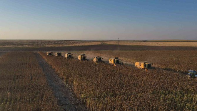 Dünyanın En Büyük Tarım İşletmesinde Ayçiçeği Hasadı Devam Ediyor