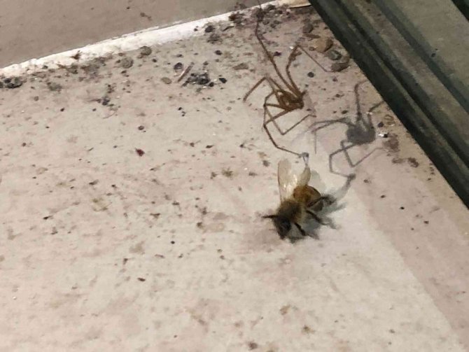 Örümcek Önce Ağını Kurdu, Sonra Bal Arasını Uzun Süre Bekleyerek Avladı