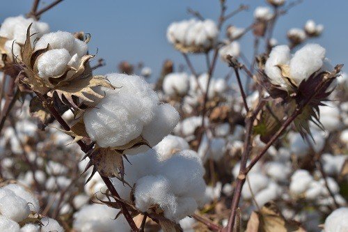 Başkan Çondur: “Fiyatlarla Birlikte Pamuk Ekim Alanları Da Arttı”