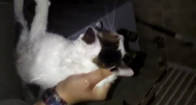 Pendik’te Hayvana Şiddet: Boğmaya Çalıştı