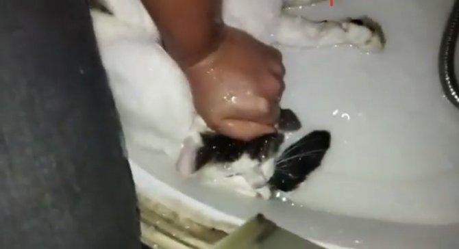 Pendik’te Hayvana Şiddet: Boğmaya Çalıştı