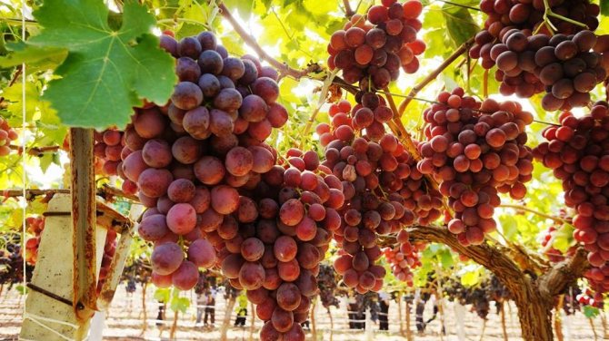 Cumhurbaşkanı Erdoğan’ın Açıklaması Yaş Üzüme De Yaradı