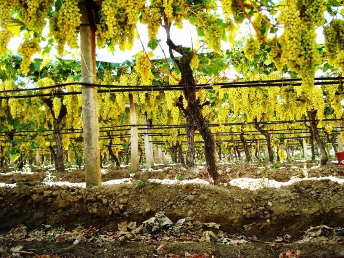 Cumhurbaşkanı Erdoğan’ın Açıklaması Yaş Üzüme De Yaradı