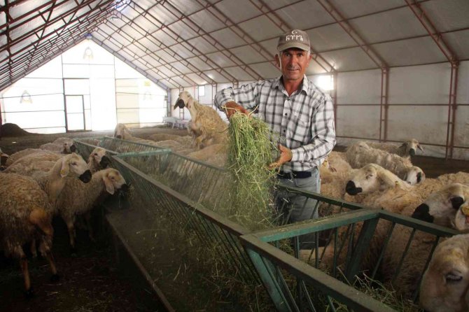 Akademik Koyunlar Öğrencilere Burs Desteği Sağlayacak