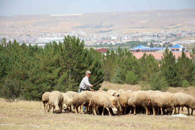 Akademik Koyunlar Öğrencilere Burs Desteği Sağlayacak