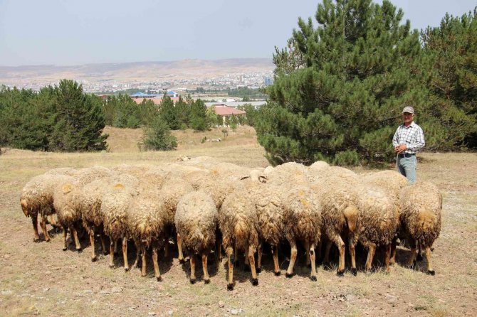 Akademik Koyunlar Öğrencilere Burs Desteği Sağlayacak