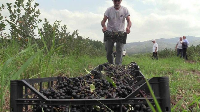 Samsun’da ‘Aronia’ Hasadı