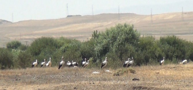Kars’ta Leyleklerin Göç Molası Kamerada