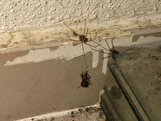 Örümcek Önce Ağını Kurdu, Sonra Bal Arasını Uzun Süre Bekleyerek Avladı