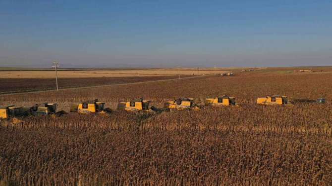 Dünyanın En Büyük Tarım İşletmesinde Ayçiçeği Hasadı Devam Ediyor