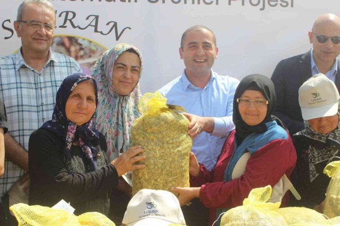 Uşak İli İçin Alternatif Yeni Bir Ürün; Safran