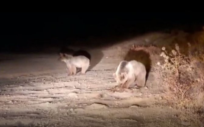 Bozayılar Bu İlçeyi Mesken Tuttu