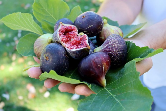 Çay Ve Kahve Vücudun Su İhtiyacını Arttırıyor