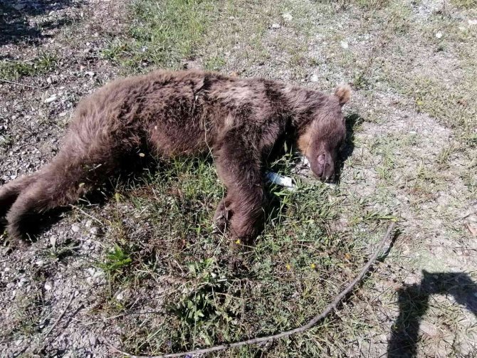 Kamyonetin Çarptığı Ayı Öldü