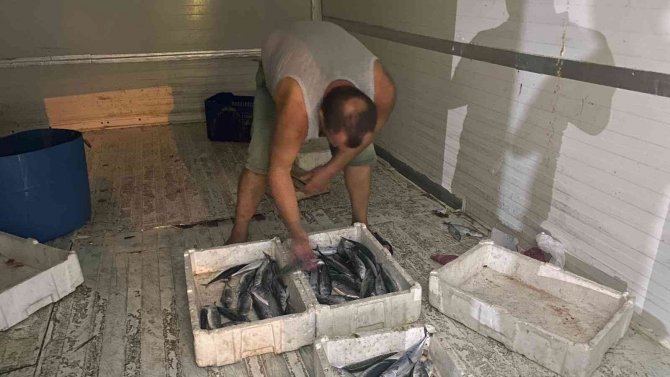 Karadeniz’de Palamut Bereketi Yüz Güldürüyor