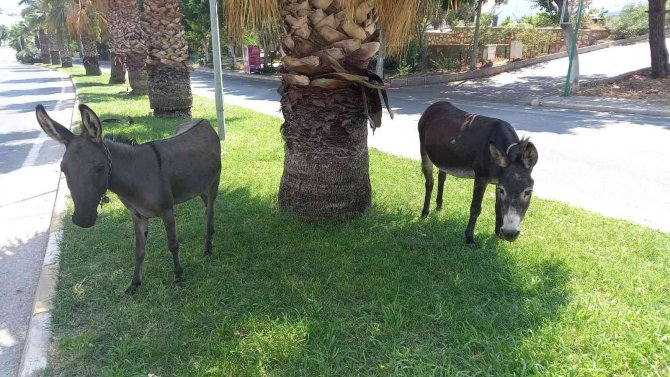 Bodrum’da Başıboş Eşeklerin Çimen Keyfi