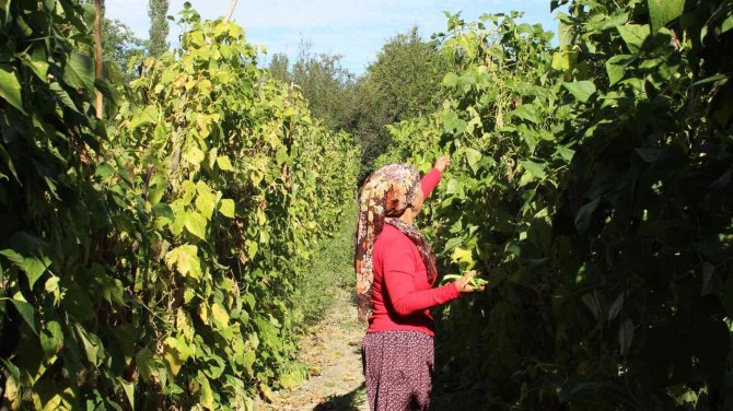 Akyurt Fasulyesi’nin Üretimi Artırılacak