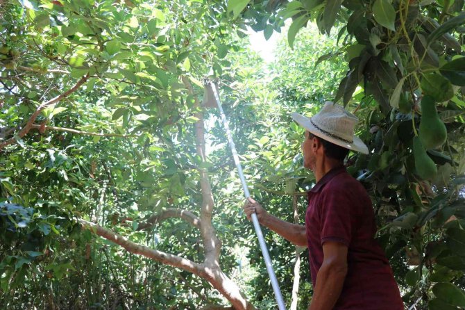 Türkiye’nin Yüzde 70 Avokado Üretimi Yapılan Alanya’da Hasat Heyecanı