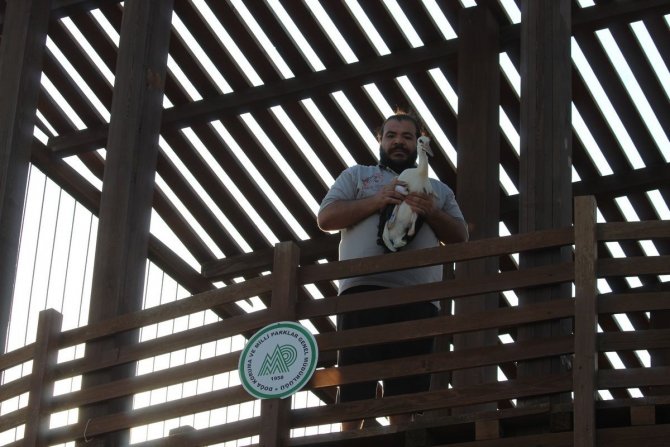 Vefalı Leylek Avşarlı Kuşadası’nı Terk Etmedi