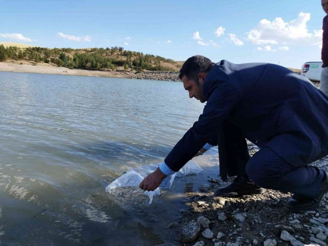 Yüz Bin Adet Sazan Yavrusu Göletlere Bırakıldı
