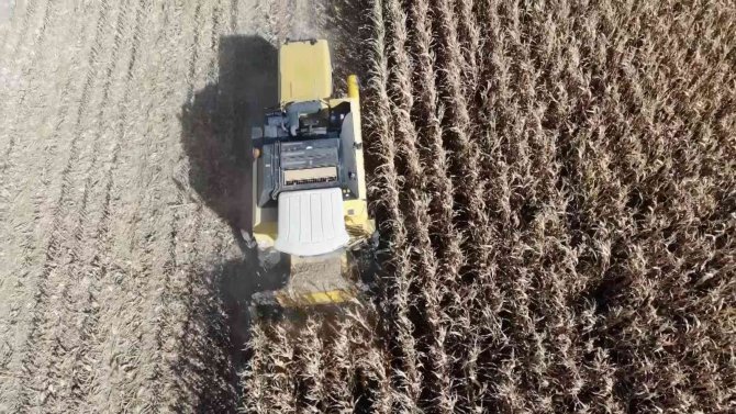 Batman’da Mısır Hasadı Başladı, Üretici Verimden Umutlu