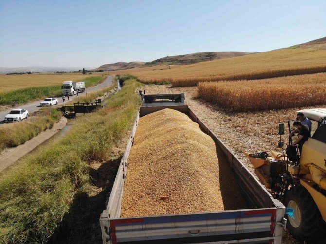 Batman’da Mısır Hasadı Başladı, Üretici Verimden Umutlu