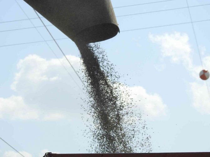 Vali Kırbıyık, Biçerdövere Binerek Ayçiçeği Hasadı Yaptı