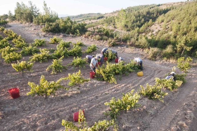 Organik Üzüme Geleneksel Kurutma Yöntemi