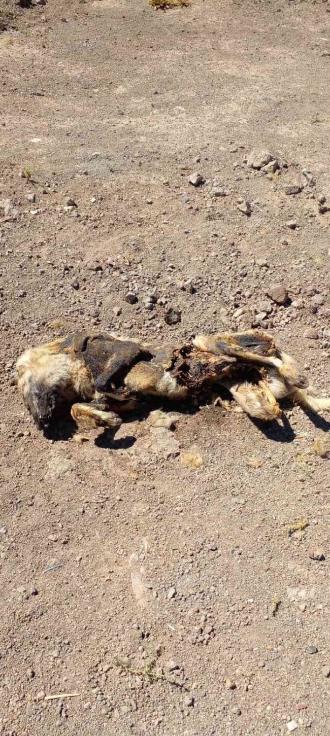 Elazığ’da Vahşet: Köpeği Yakıp Cansız Bedenini Tarlaya Attılar