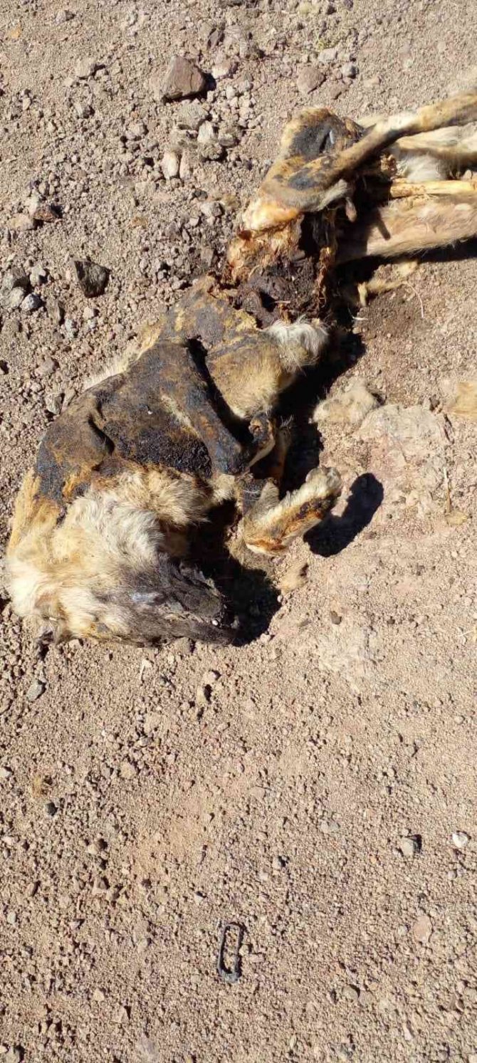Elazığ’da Vahşet: Köpeği Yakıp Cansız Bedenini Tarlaya Attılar