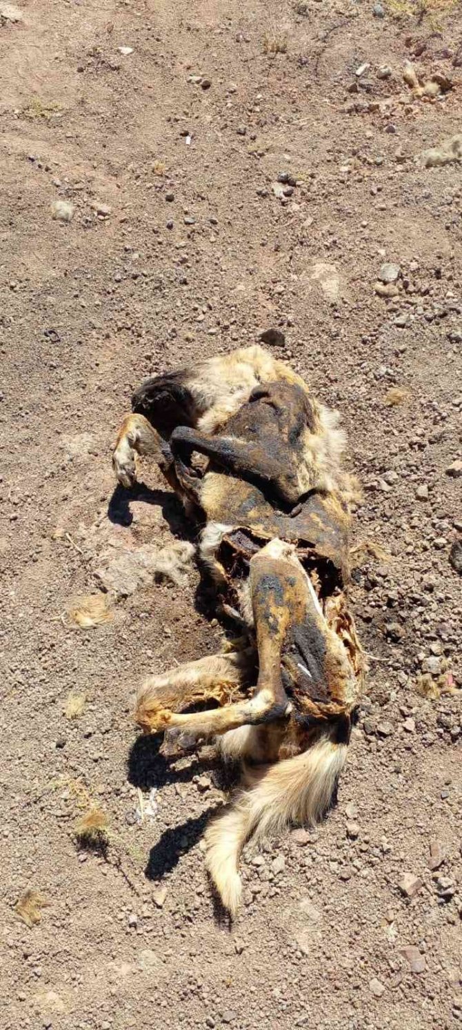 Elazığ’da Vahşet: Köpeği Yakıp Cansız Bedenini Tarlaya Attılar