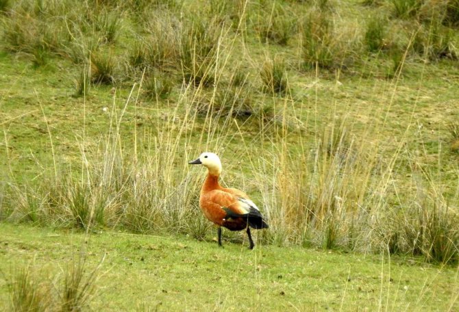 Göçmen Kuşların Afrika- Asya Yolculuğunun Mola Noktası: Ekşisu Sazlığı Sulak Alanı
