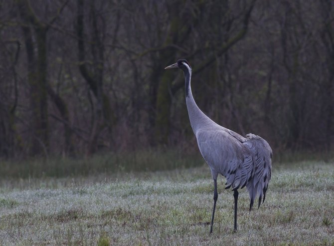 Göçmen Kuşların Afrika- Asya Yolculuğunun Mola Noktası: Ekşisu Sazlığı Sulak Alanı