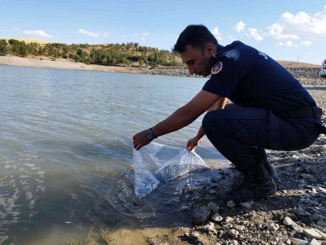 Yüz Bin Adet Sazan Yavrusu Göletlere Bırakıldı