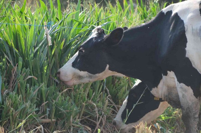 10 Yaşındaki Çocuk İnternette İzlediği Video İle Ailesinin Hayatını Değiştirdi