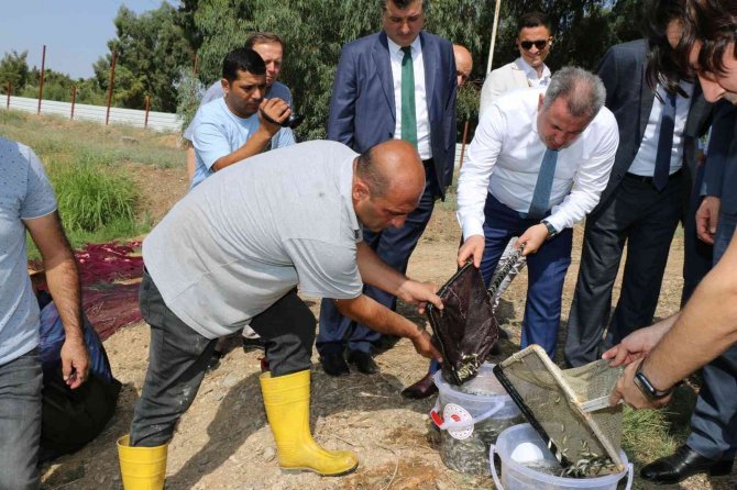 Göl Ve Göletlere 10 Milyon Yavru Balık