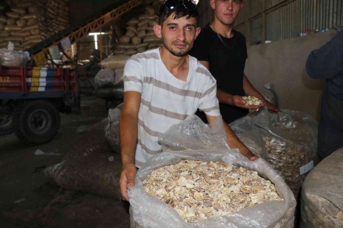 Sandıklı İle Beraber 2 İlçede Daha Haşhaş Kapsülü Alımı Başladı