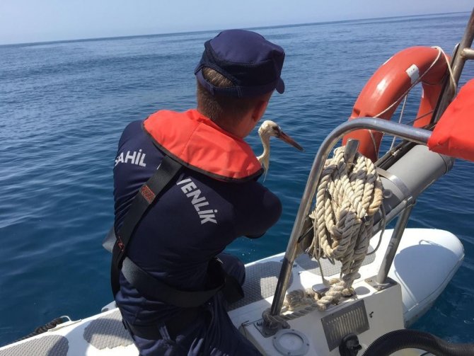 Yaralı Leyleğin İmdadına Sahil Güvenlik Yetişti