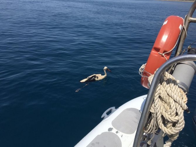 Yaralı Leyleğin İmdadına Sahil Güvenlik Yetişti