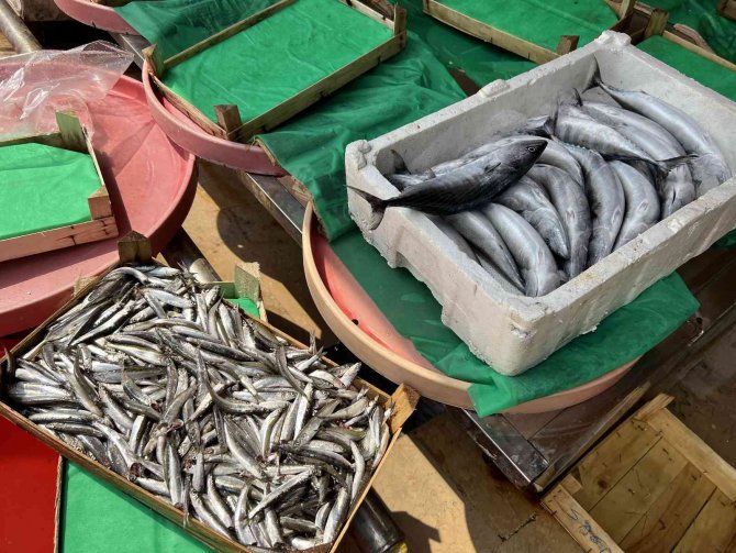 Balıkçılar Bu Sezon Bolluk Bekliyor, ’Vira Bismillah’ Diyecekler