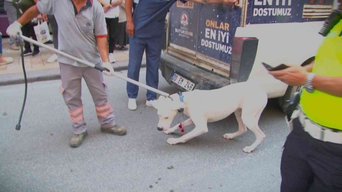Alkollü Sürücünün Köpeği Polisi Isırdı