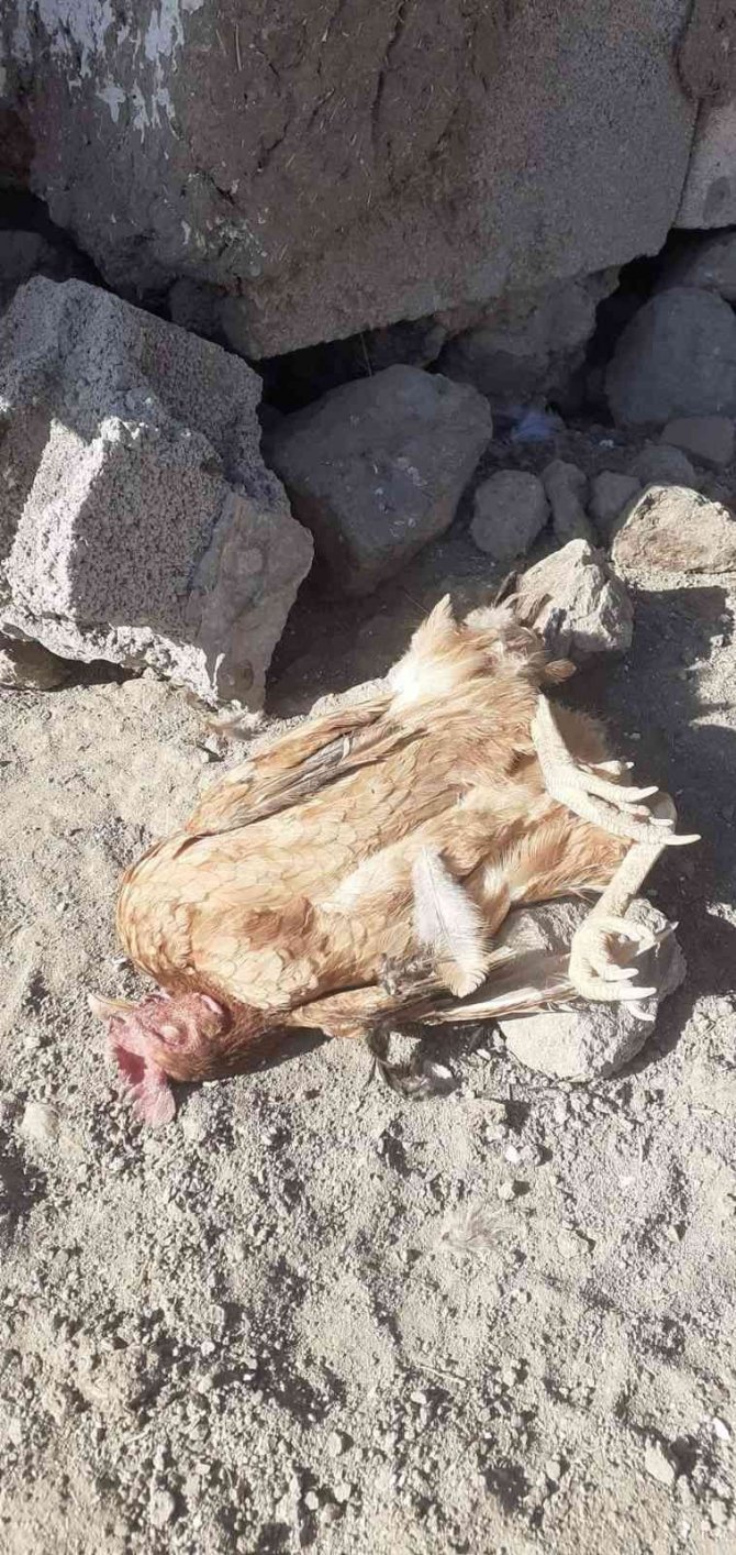 Elazığ’da Köpekler Kümese Girdi, 35 Tavuğu Telef Etti