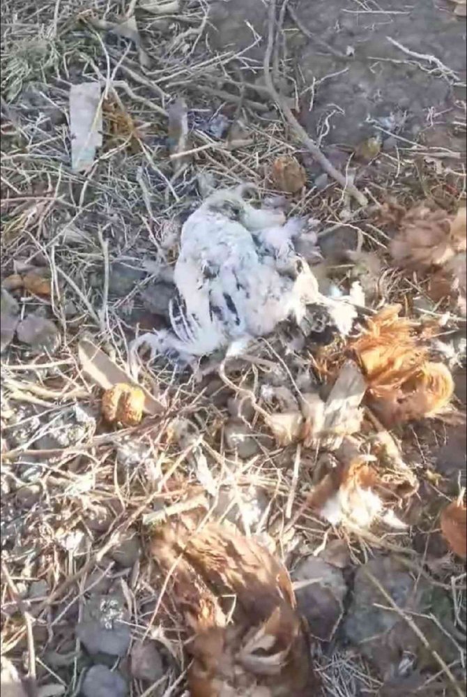 Elazığ’da Köpekler Kümese Girdi, 35 Tavuğu Telef Etti
