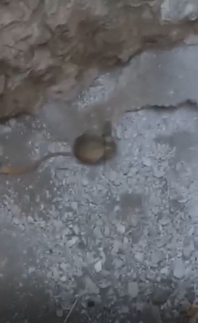 Elazığ’da Arap Tavşanı Görüntülendi