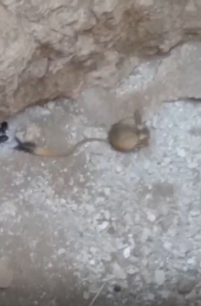 Elazığ’da Arap Tavşanı Görüntülendi