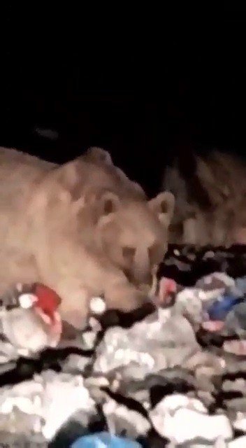 20’den Fazla Ayı Karnını Doyurmak İçin Çöplüğü İstila Etti