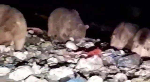 20’den Fazla Ayı Karnını Doyurmak İçin Çöplüğü İstila Etti