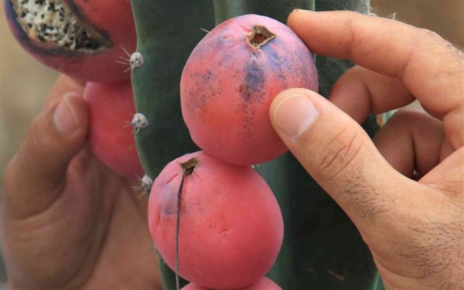 Ejder Meyvesi Ve Hint İncirine Alternatif "Peru Elması"