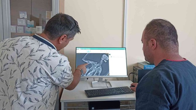 Yaralı Akbaba Tedavi Altına Alındı