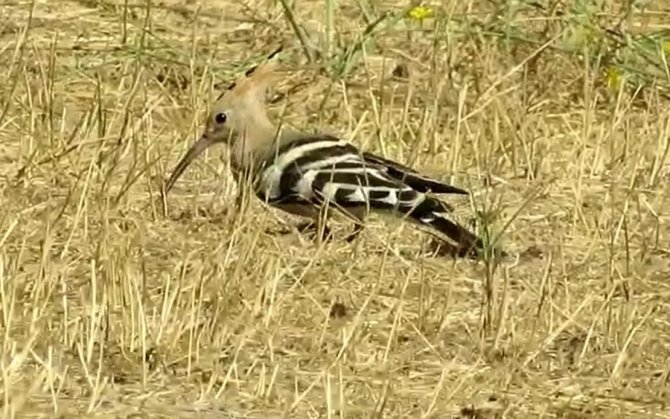 Eşlerine Bağlılıklarıyla Bilinen İbibik Kuşlarının Yem Telaşı